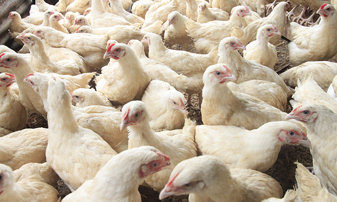 Zim market not yet affected by bird flu