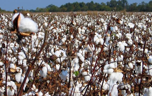Cotton price increased to 52c/kg
