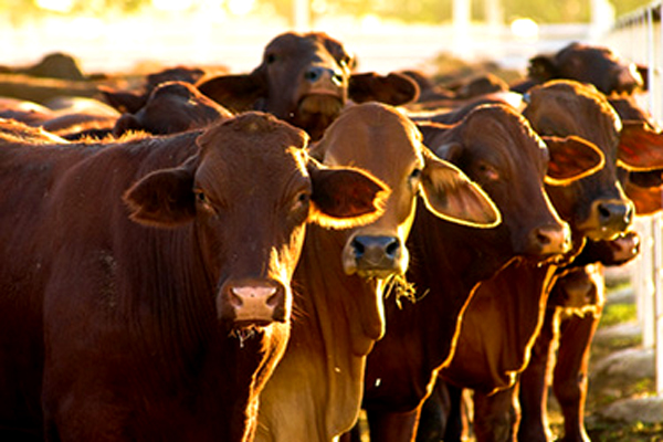 Bulawayo farmers lose big in cattle scam