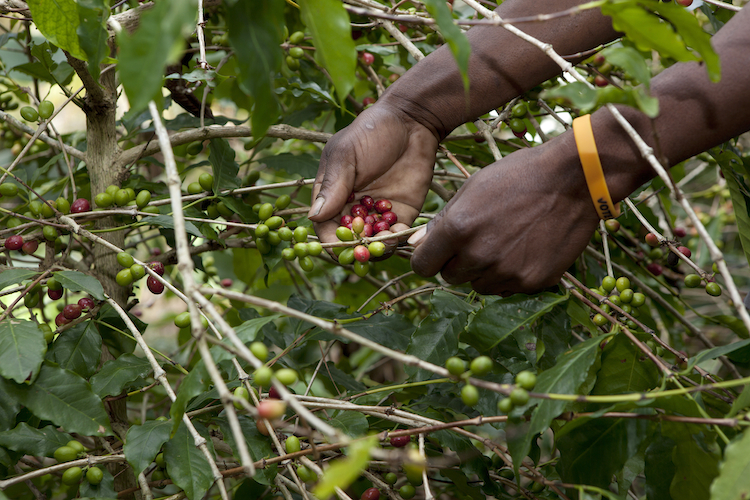 Commercial coffee farmers leave Zimbabwe