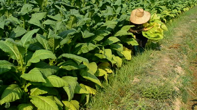 Tobacco growers up 40%