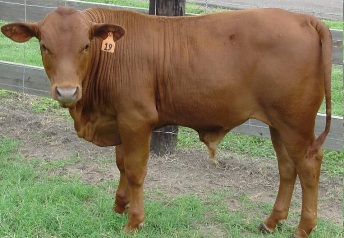 Livestock farmers seek to re-establish Tuli breed