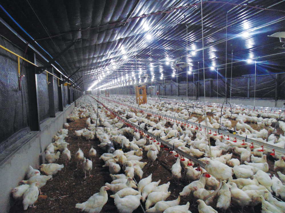 Fairhill Chickens' production down 25%