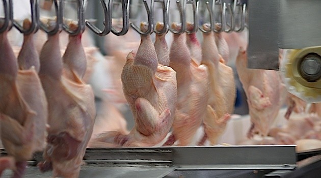 Poultry levy suspended