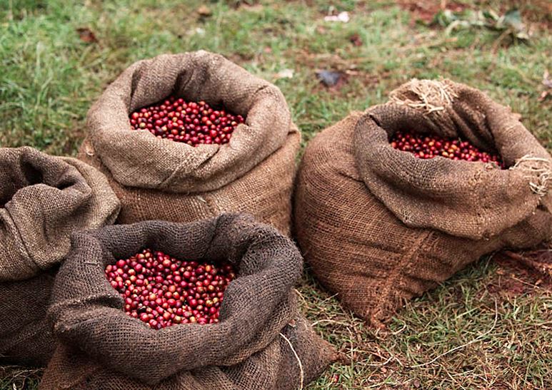 Coffee production plummets