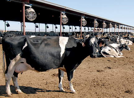 Dairy industry struggling, says Stanger
