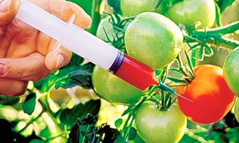 Zimbabwe maintains ban on GMOs