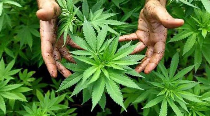  Zimbabwe suspends cannabis/ mbanje licensing