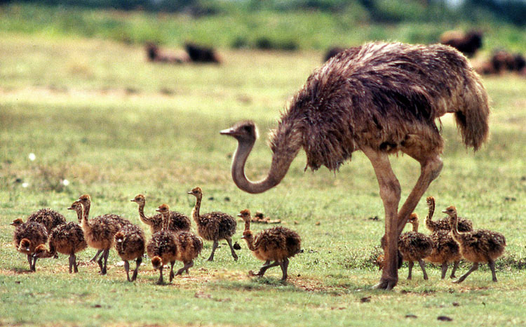 Ostrich industry collapses
