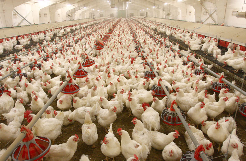 Poultry producers welcome surtax