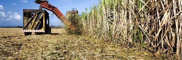 Local demand to spur sugar production at Hippo Valley