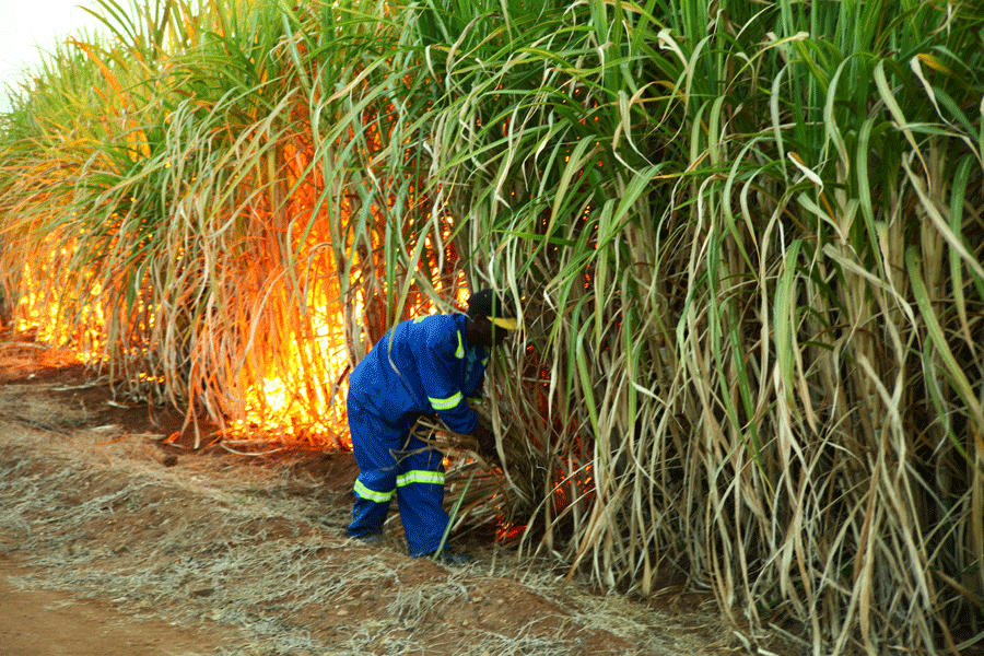 'Sugarcane farmers sell inputs'