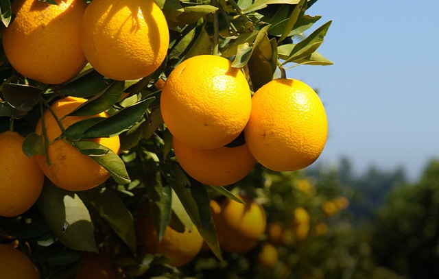 Mberengwa to get citrus plantation