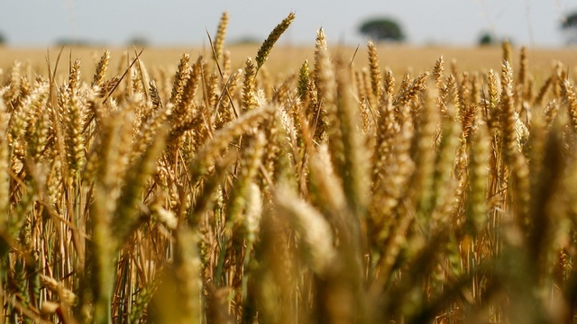 Wheat board pushes for new pricing system