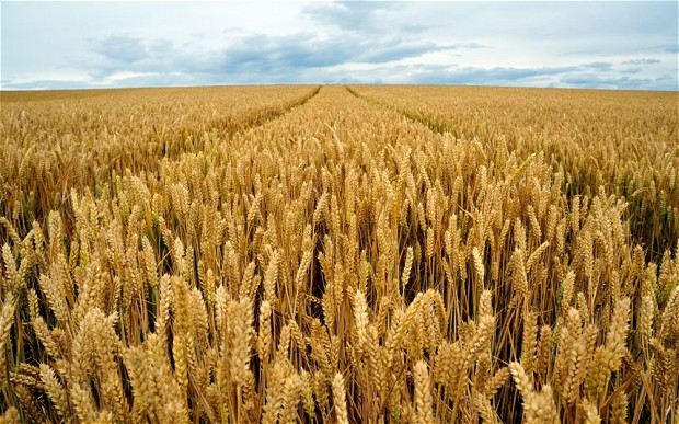 Wheat contract farming arrangement in limbo