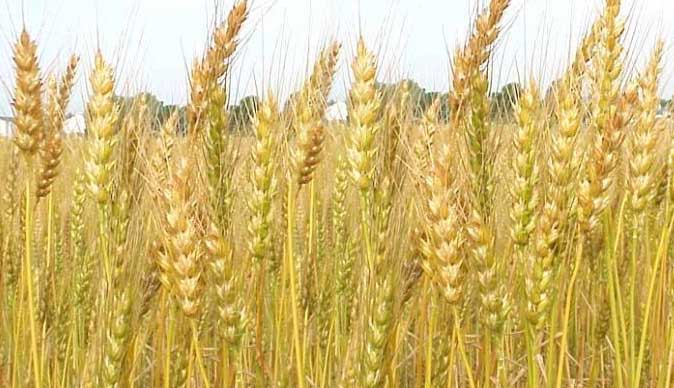 Wheat hectarage in drastic decline